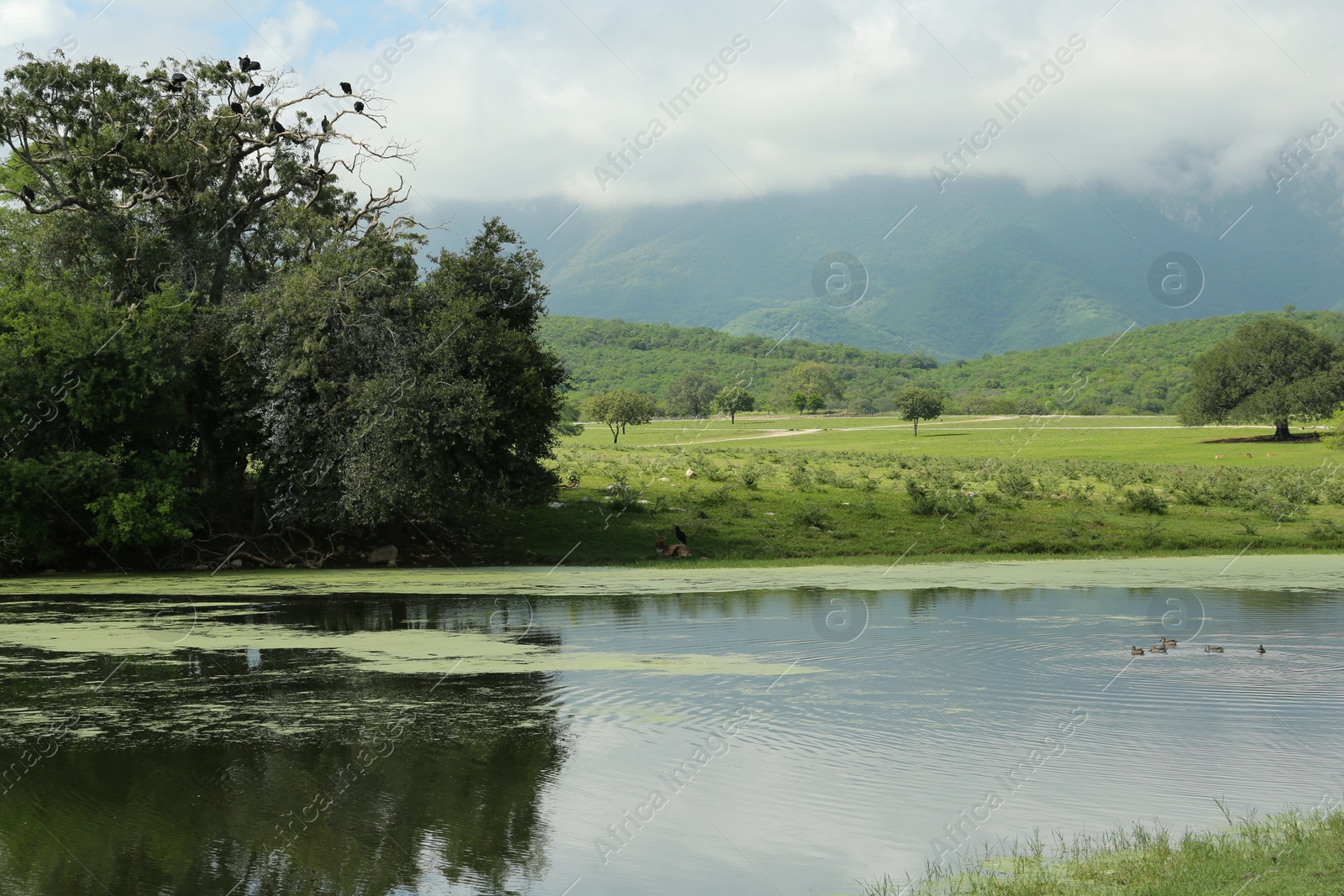 Photo of Picturesque view of mountains and green meadow with lake