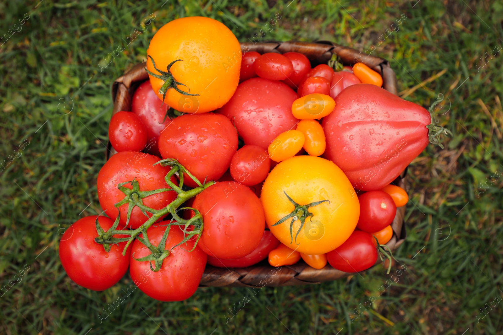 Photo of Basket of fresh tomatoes on green grass outdoors, top view