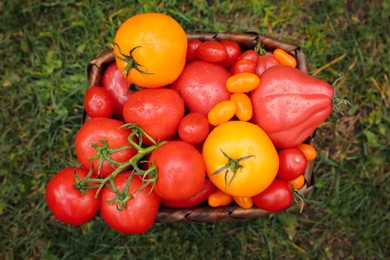 Photo of Basket of fresh tomatoes on green grass outdoors, top view