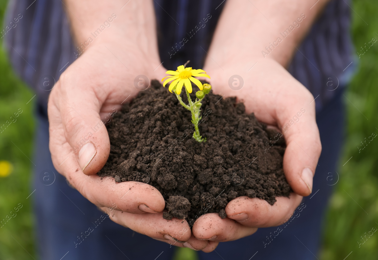 Photo of Man holding pile of soil with flower outdoors, closeup