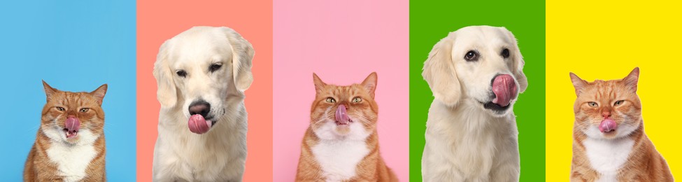 Image of Cute Labrador Retriever and cat showing tongues, collection of photos on different colors backgrounds