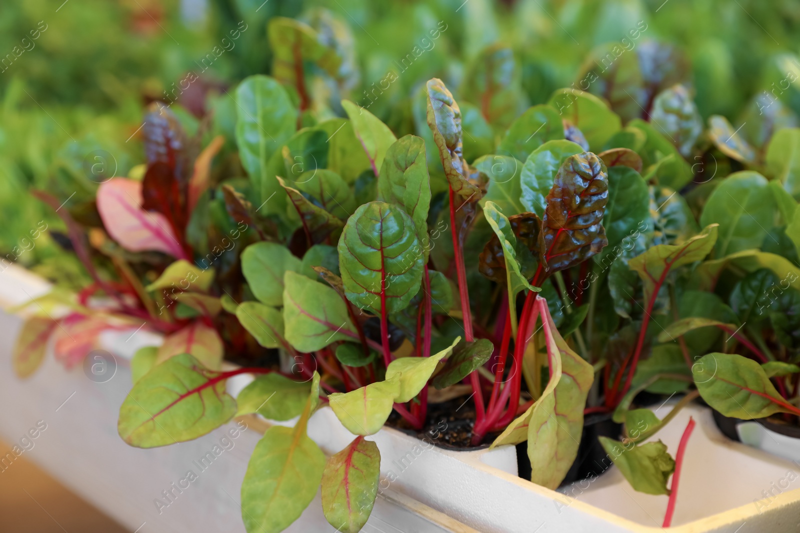 Photo of Beautiful potted beet seedlings in tray, closeup