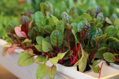 Photo of Beautiful potted beet seedlings in tray, closeup