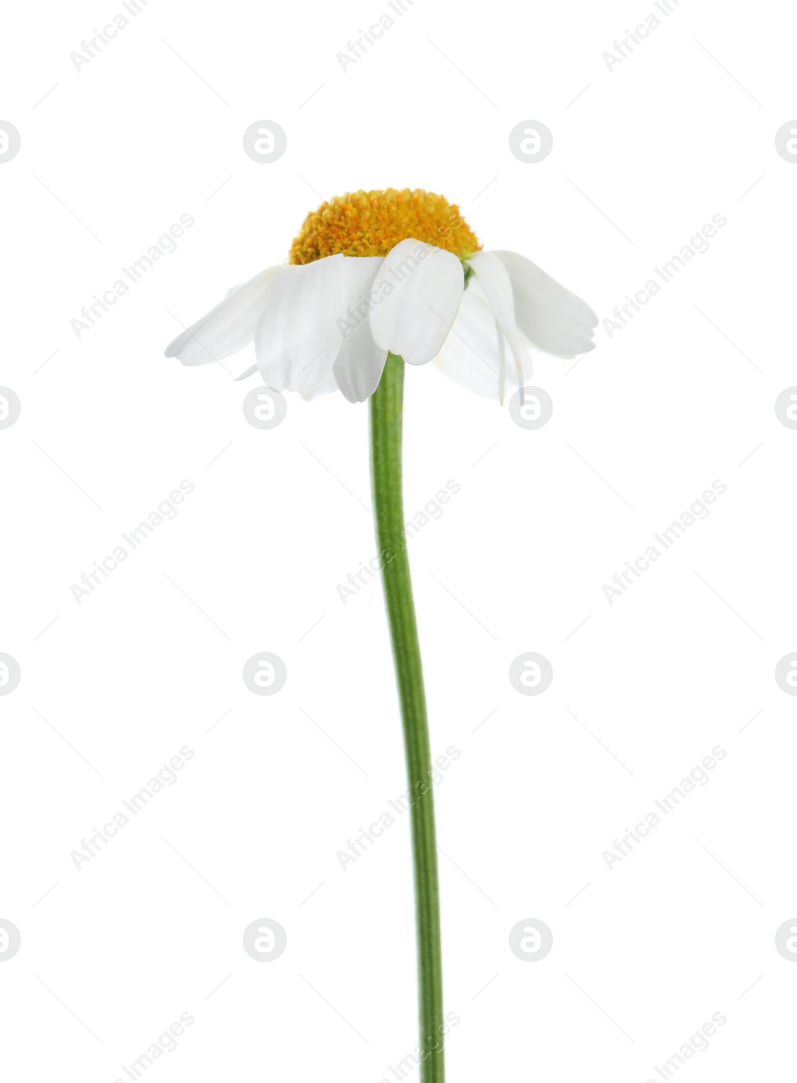 Photo of Beautiful tender chamomile flower isolated on white