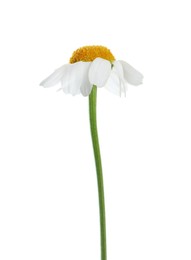 Photo of Beautiful tender chamomile flower isolated on white