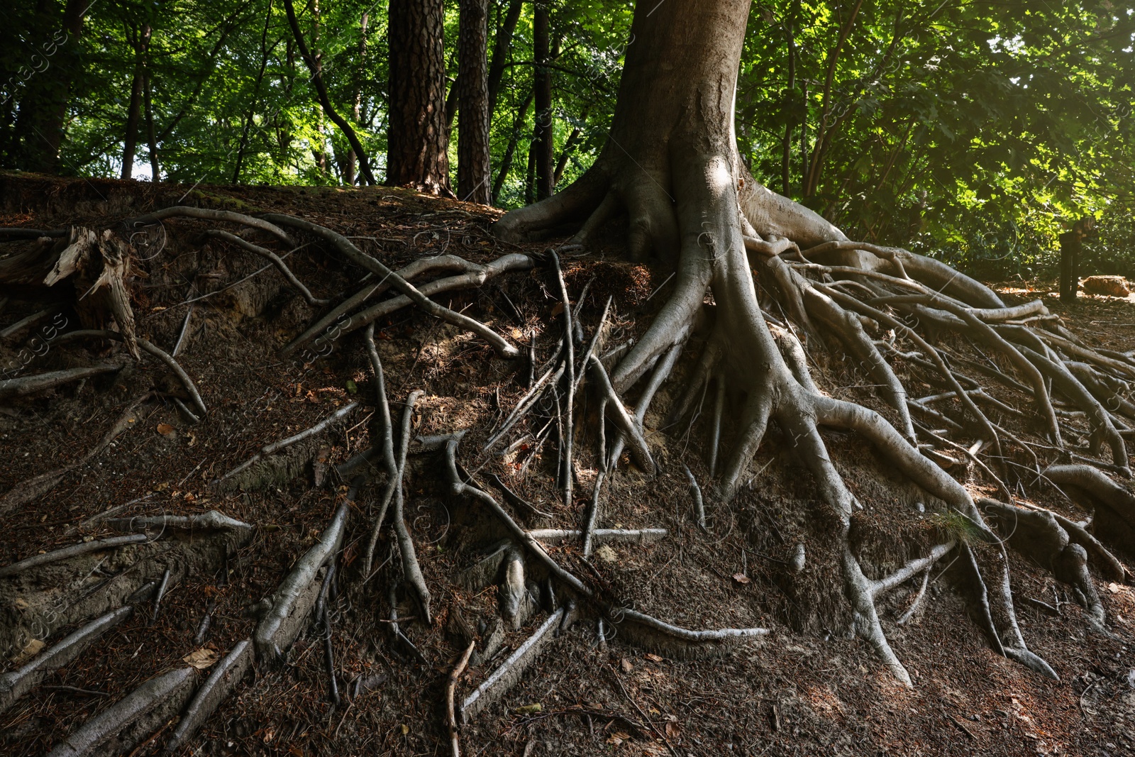 Photo of Tree roots visible through ground in forest