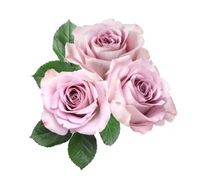 Image of Beautiful lilac roses with green leaves on white background