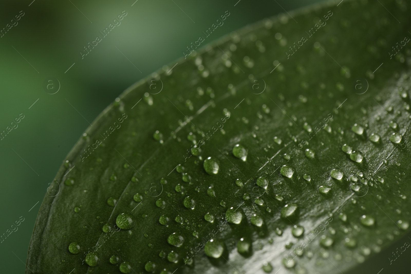 Photo of Closeup view of beautiful green leaf with dew drops