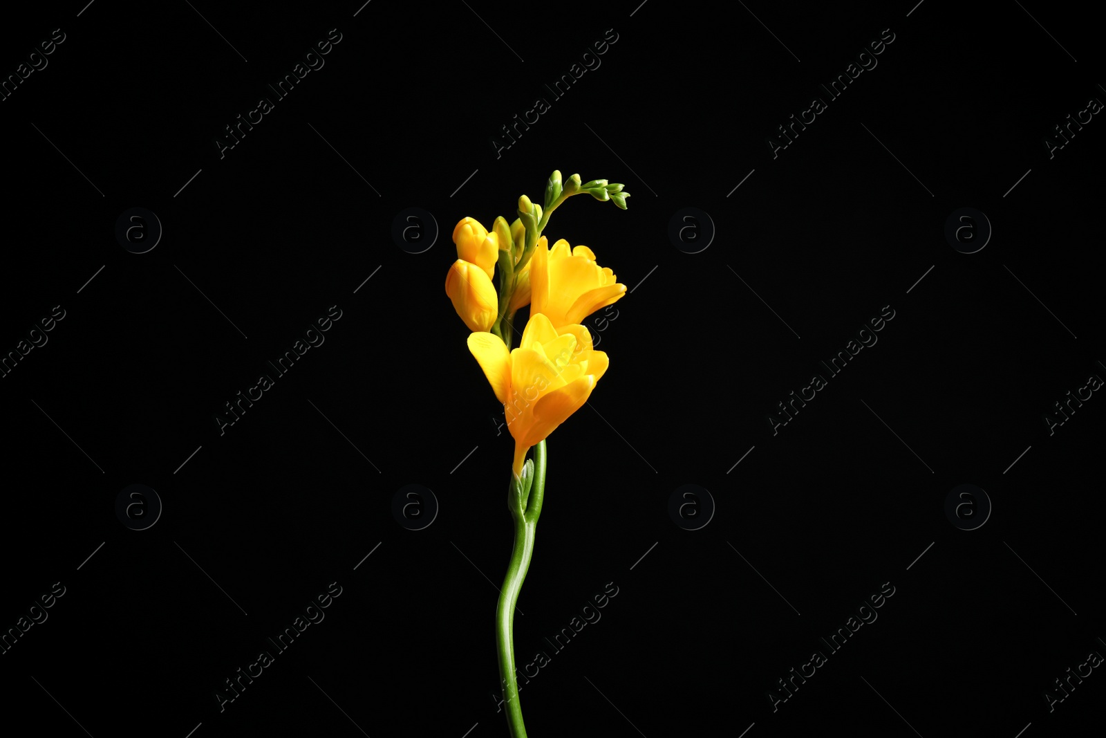 Photo of Beautiful yellow freesia flower on black background