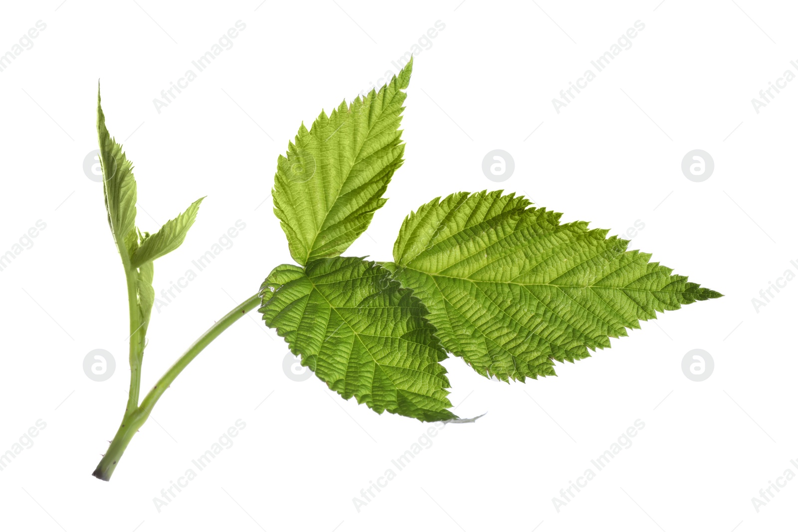 Photo of Fresh green raspberry leaves isolated on white