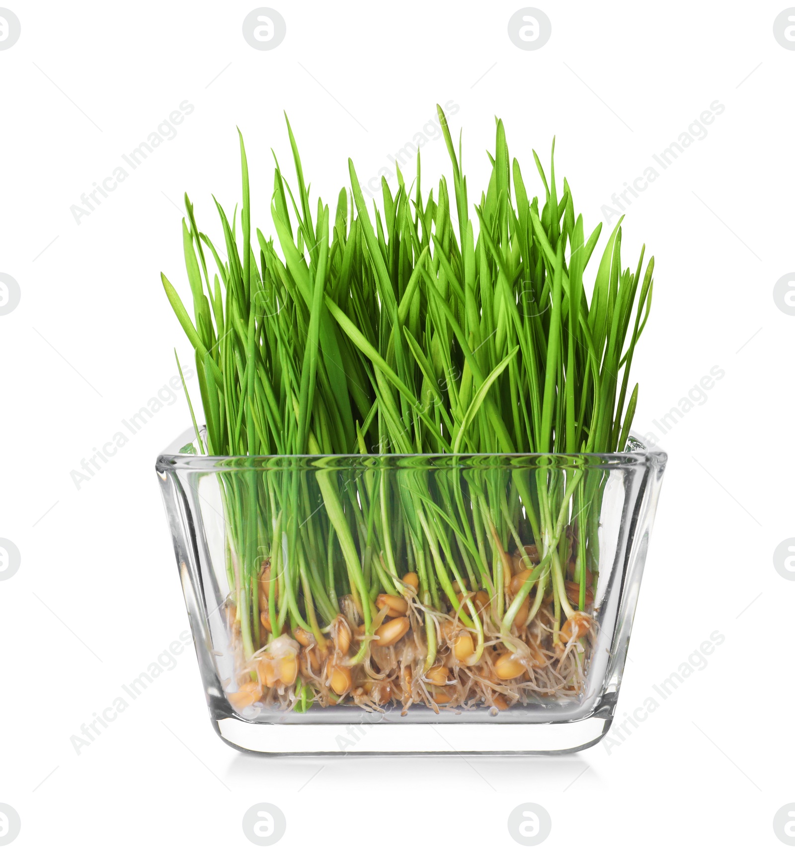 Photo of Bowl with fresh wheat grass isolated on white