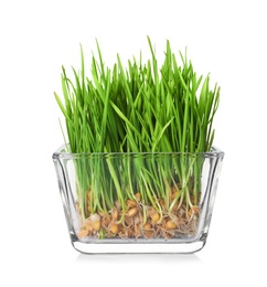 Photo of Bowl with fresh wheat grass isolated on white