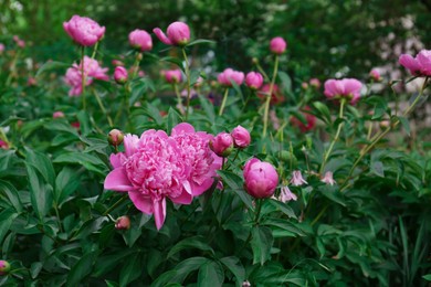 Photo of Beautiful peony plants with pink flowers and buds outdoors
