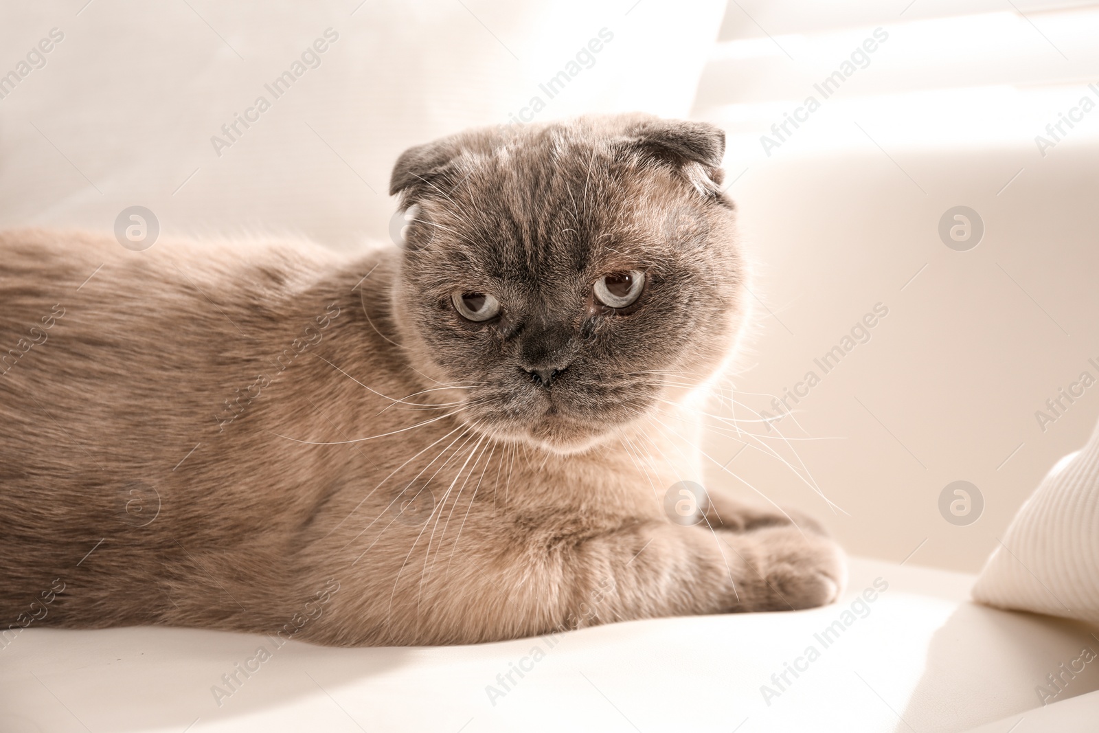 Photo of Cute Scottish fold cat on couch at home. Fluffy pet