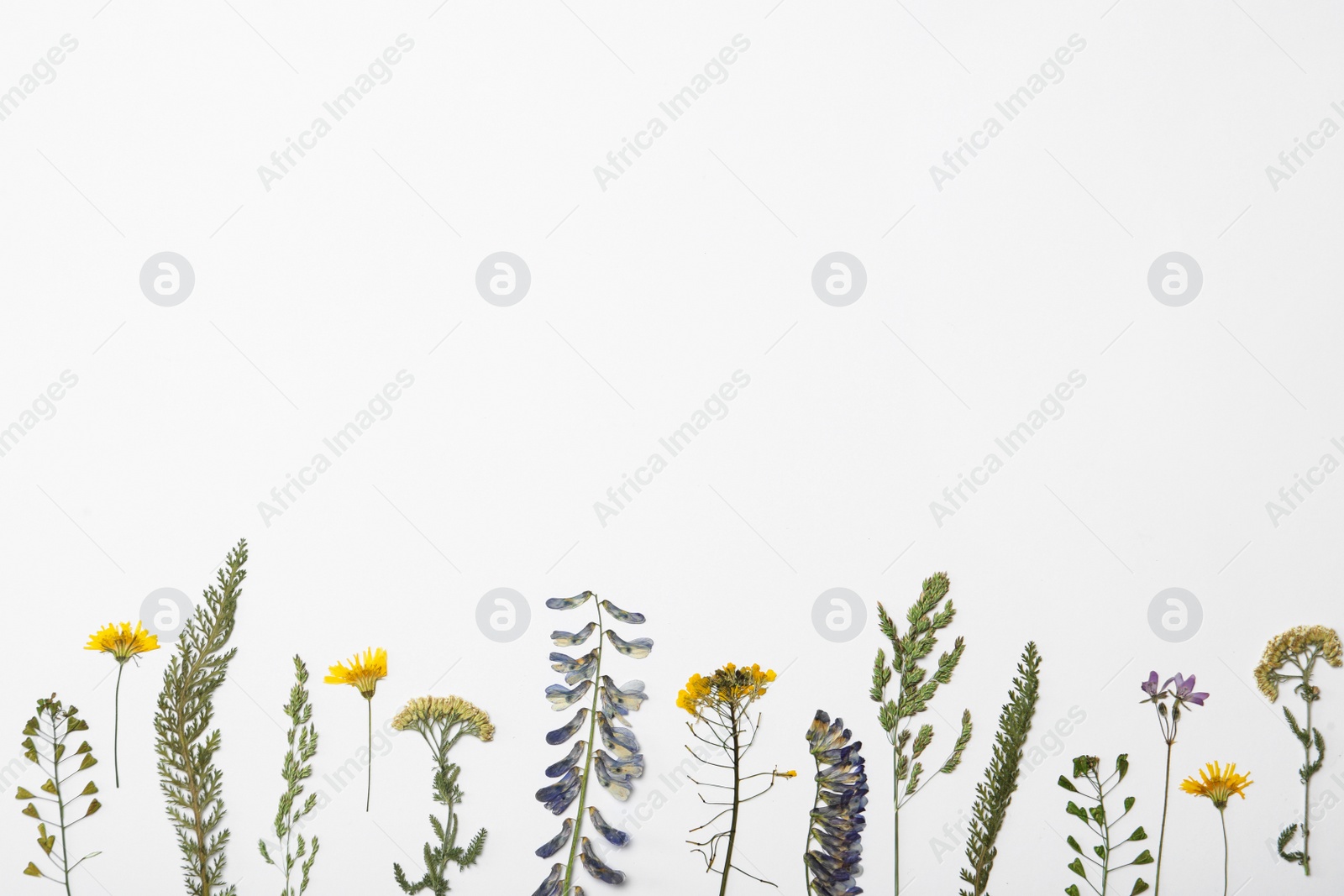 Photo of Wild dried meadow flowers on white background, top view