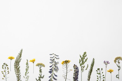 Wild dried meadow flowers on white background, top view