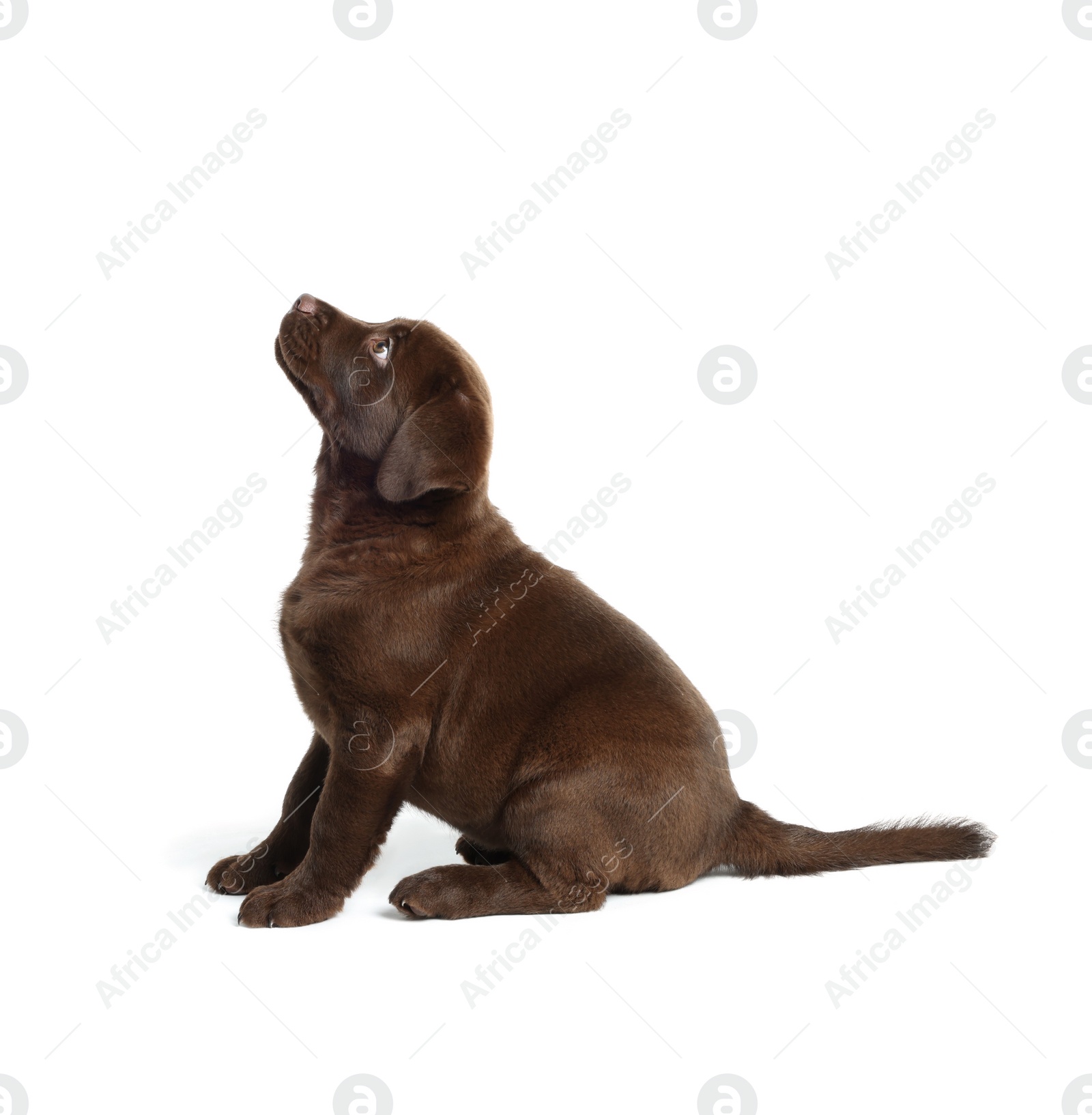 Cute chocolate Labrador Retriever puppy on white background Photo of Cute chocolate Labrador Retriever puppy on white background