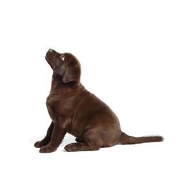 Photo of Cute chocolate Labrador Retriever puppy on white background