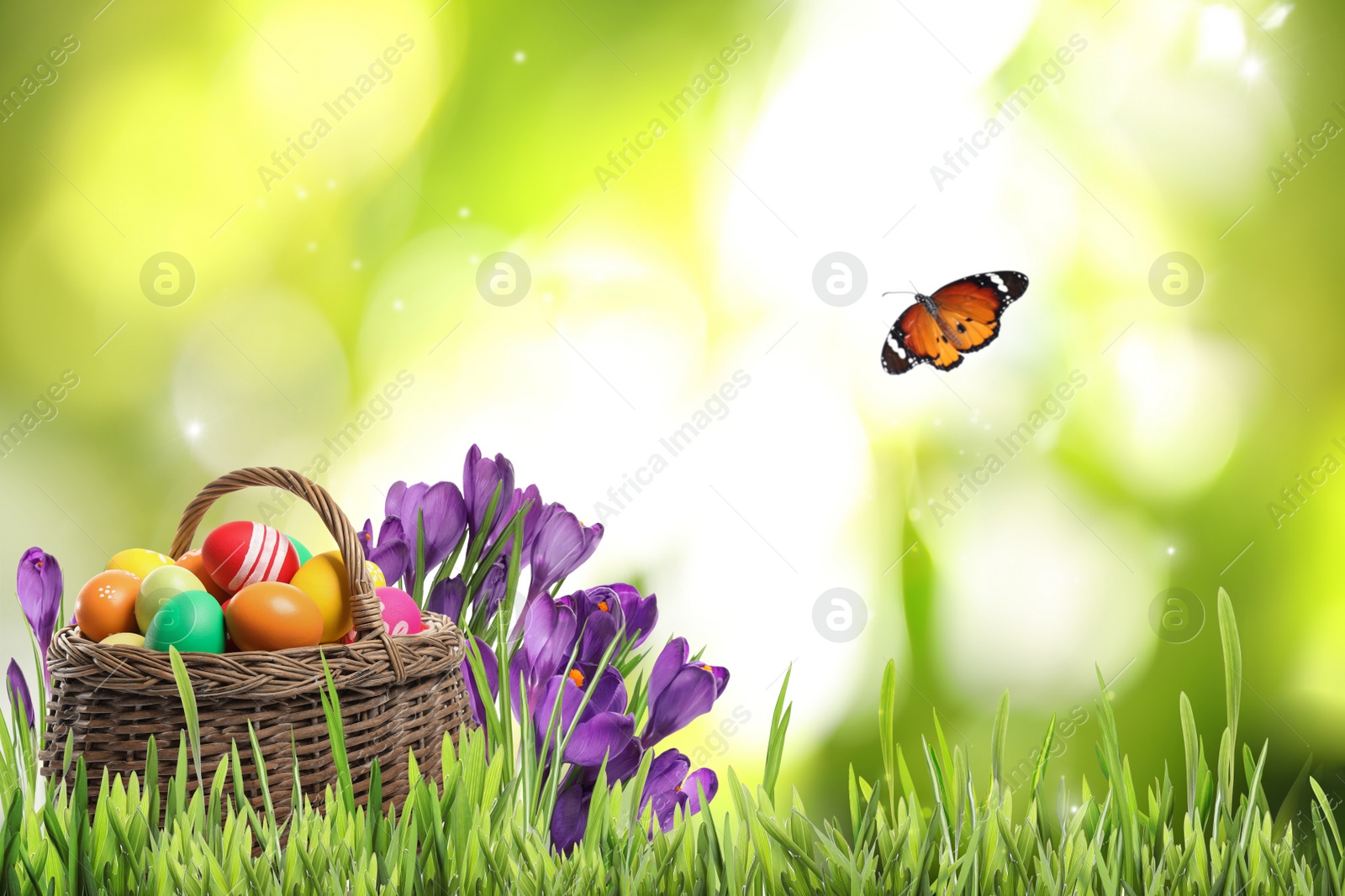 Image of Wicker basket with Easter eggs near flowers in green grass and butterfly on blurred background