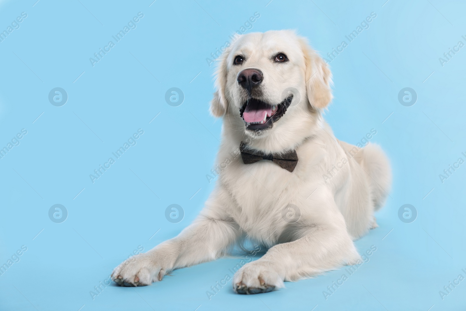 Photo of Cute Labrador Retriever with stylish bow tie on light blue background. Space for text