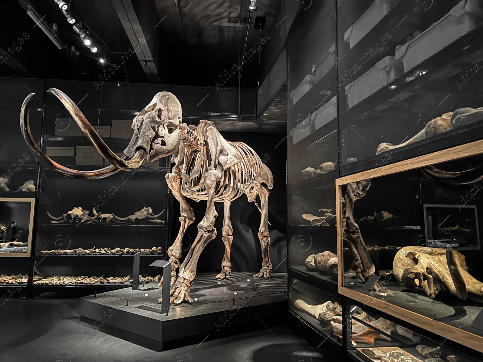 Photo of Life size skeleton of mammoth in museum