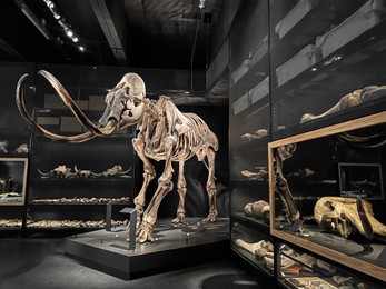 Photo of Life size skeleton of mammoth in museum