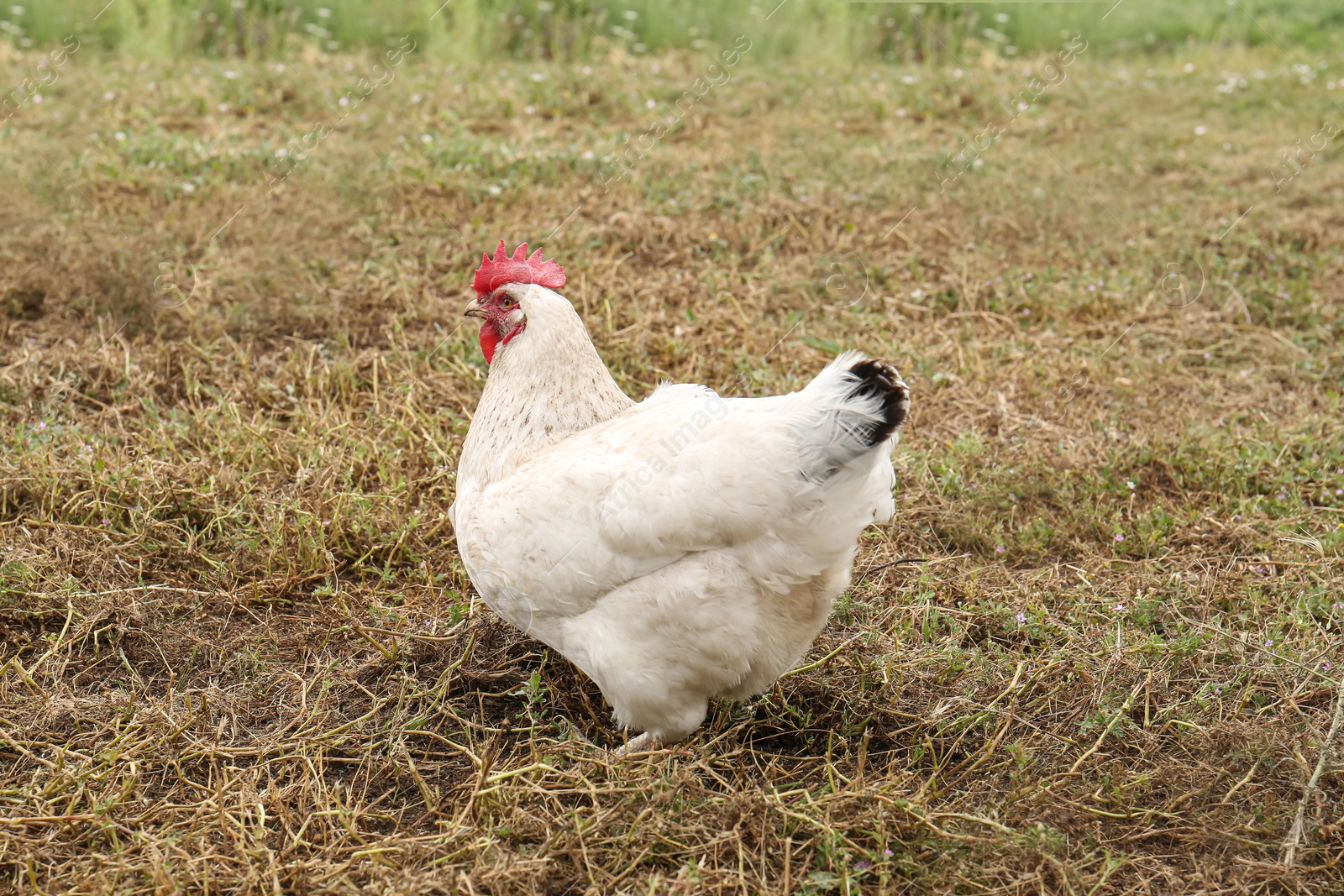 Photo of Many beautiful chickens walking on grass outdoors