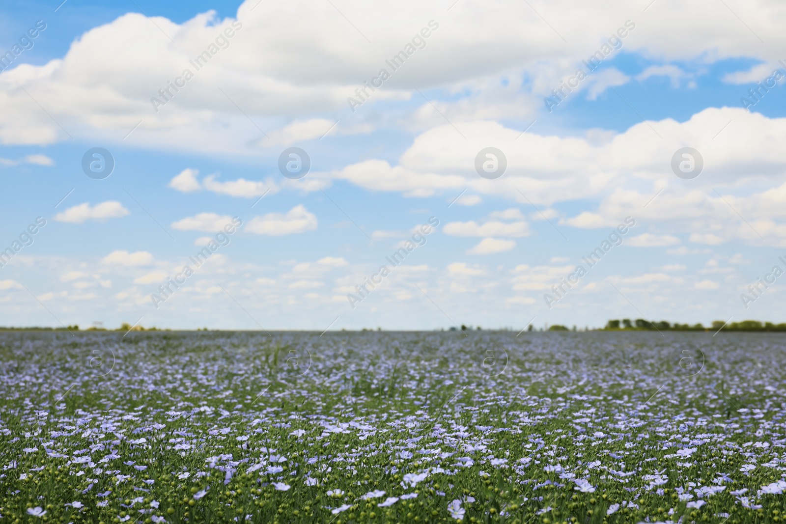 Photo of Beautiful view of blooming flax field on summer day