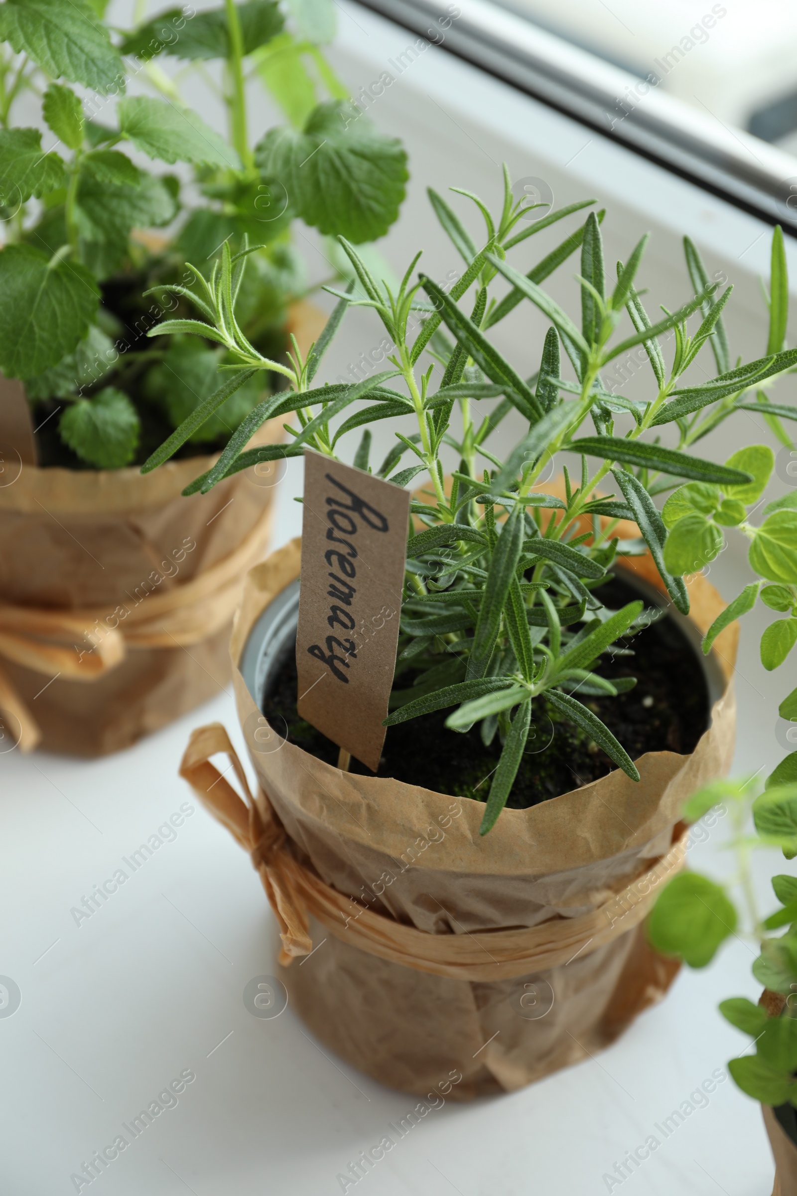 Photo of Different fresh potted herbs on windowsill indoors, closeup