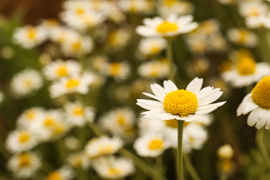 Beautiful chamomile flowers growing in field, closeup