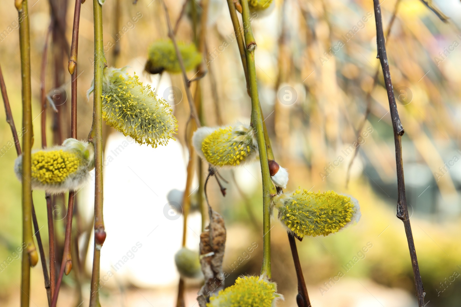 Photo of Beautiful fluffy catkins on willow tree outdoors, closeup