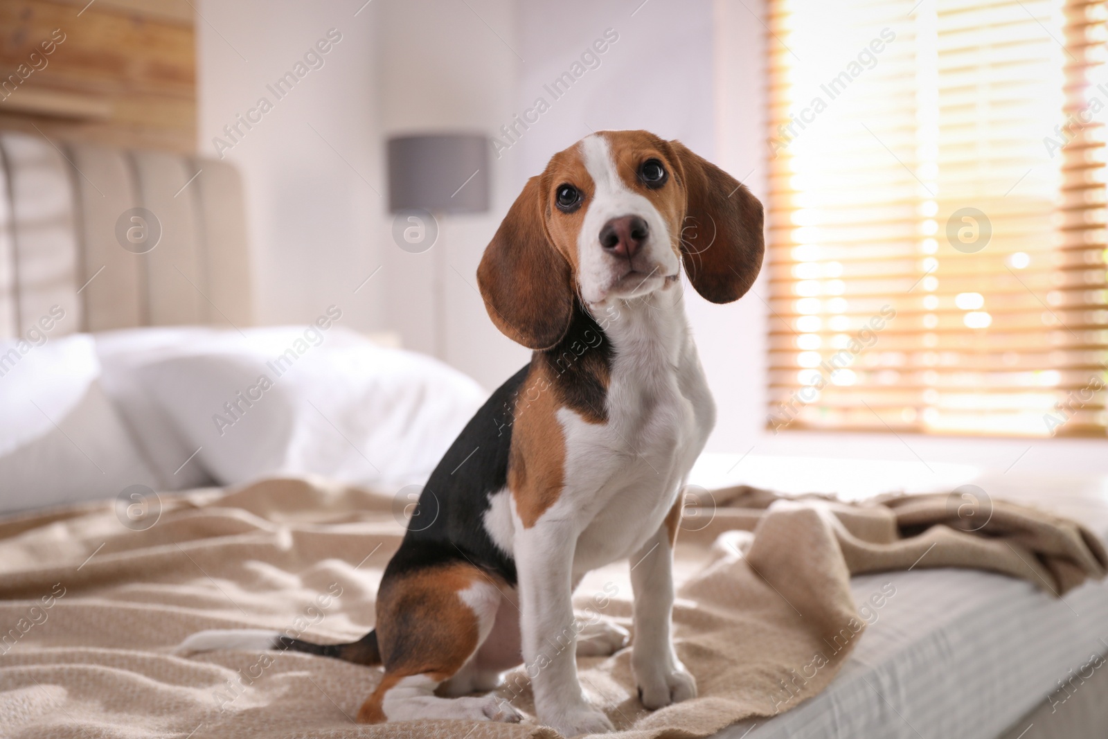 Photo of Cute Beagle puppy on bed at home. Adorable pet