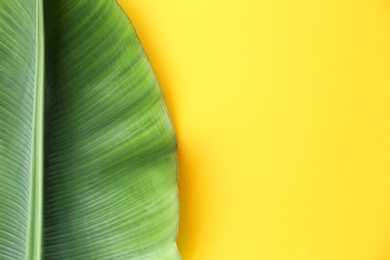 Photo of Fresh green banana leaf on color background, top view with space for text. Tropical foliage