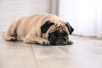 Happy cute pug dog on floor indoors