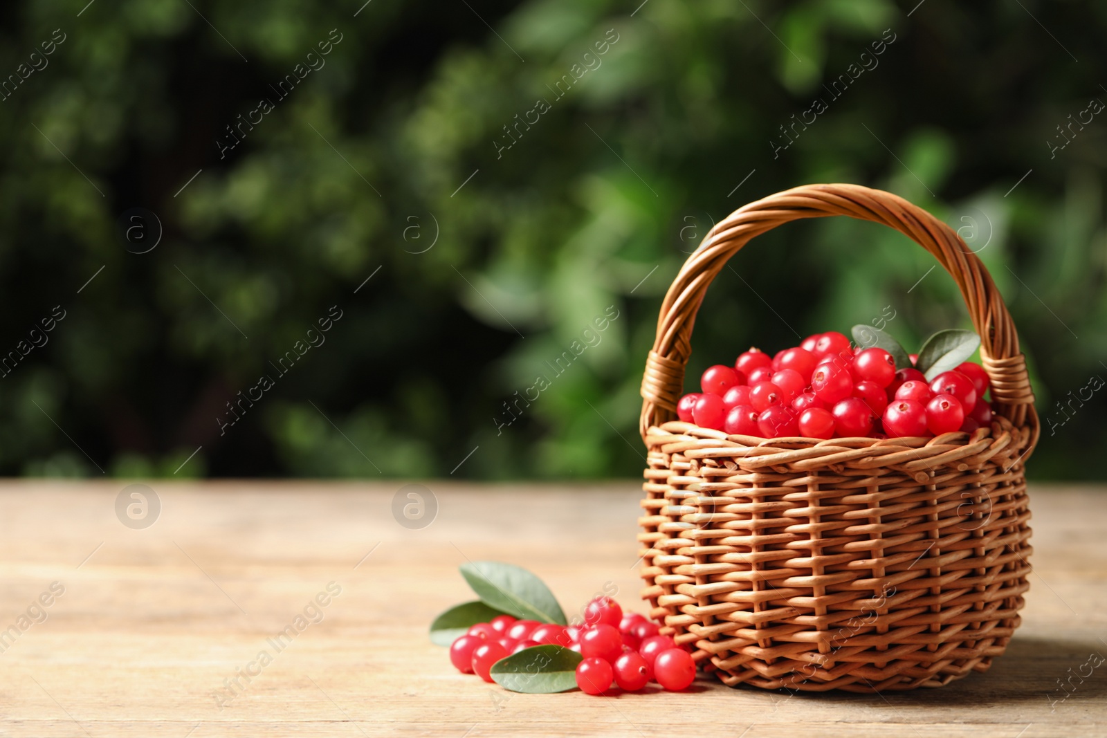 Photo of Ripe fresh cranberry in wicker basket on wooden table. Space for text