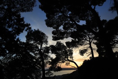 Beautiful view of sky and trees at sunset