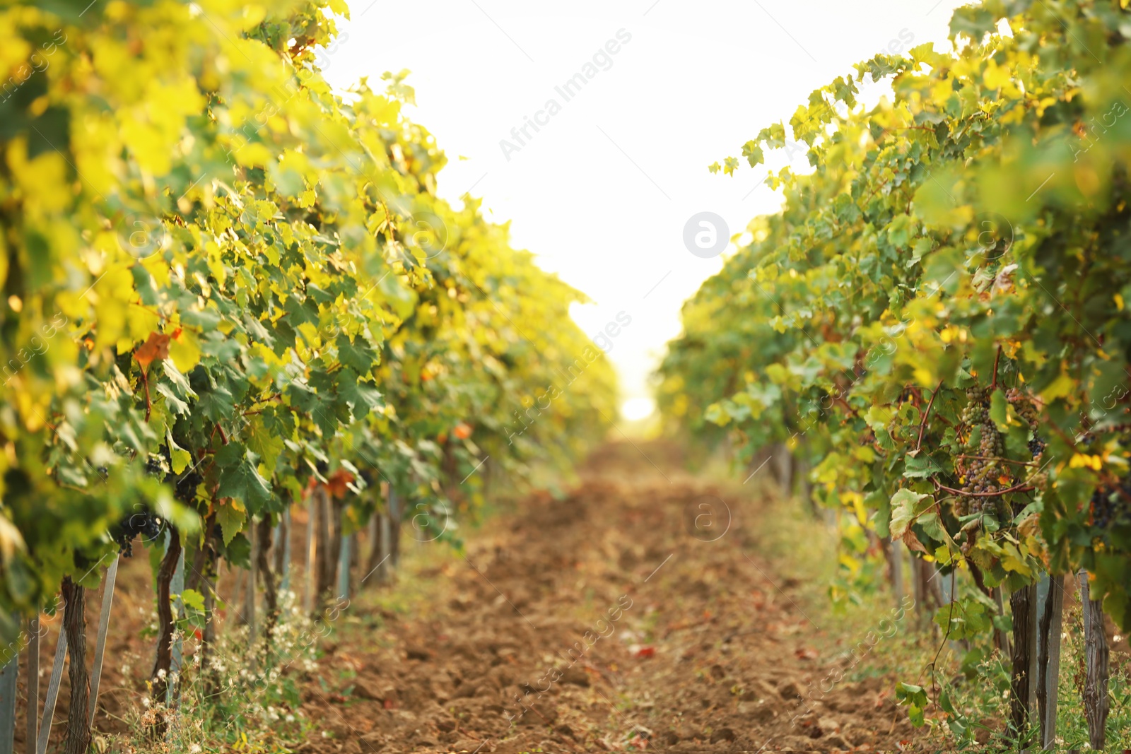 Photo of View of vineyard rows with fresh ripe juicy grapes on sunny day