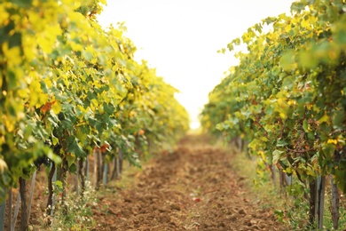 Photo of View of vineyard rows with fresh ripe juicy grapes on sunny day