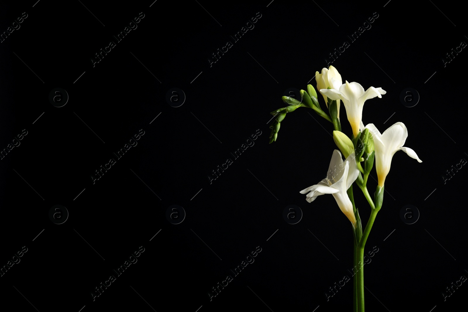 Photo of Beautiful white freesia flowers on black background. Space for text