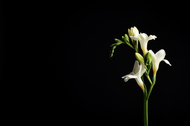 Beautiful white freesia flowers on black background. Space for text