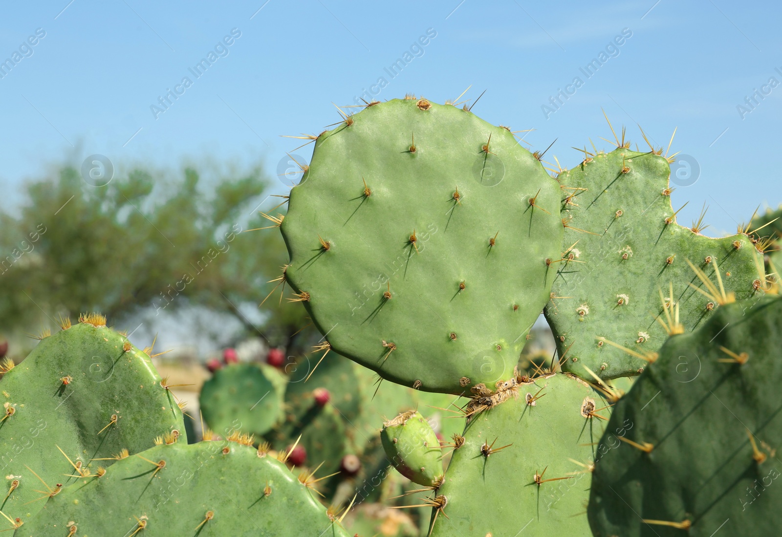 Photo of Beautiful prickly pear cacti growing outdoors on sunny day, closeup. Space for text