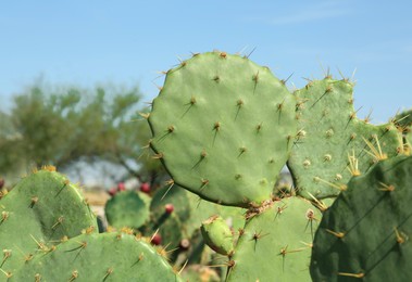 Beautiful prickly pear cacti growing outdoors on sunny day, closeup. Space for text