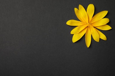 Fresh yellow sunflower petals on black background, flat lay. Space for text