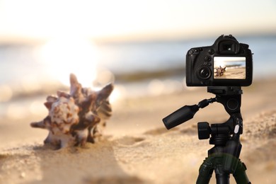 Image of Taking photo of beautiful sandy beach and sea shell with camera mounted on tripod