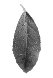 Image of Fresh citrus leaf with water drops on light background. Black and white tone