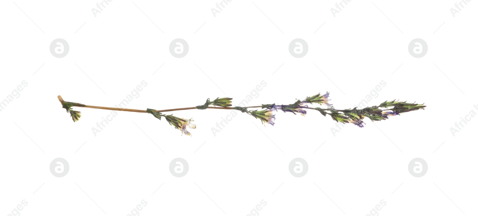 Photo of Dried meadow flower on white background, top view