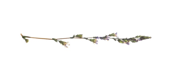 Photo of Dried meadow flower on white background, top view