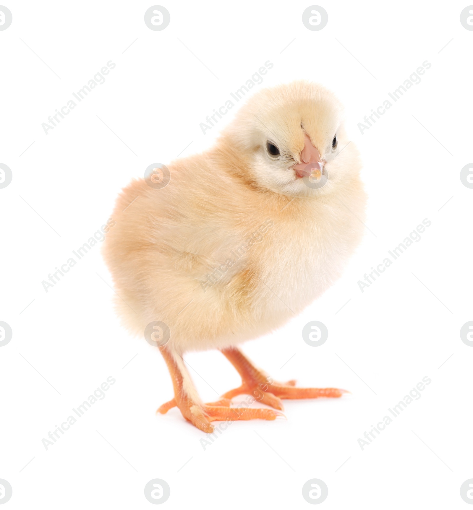 Photo of Cute fluffy baby chicken on white background