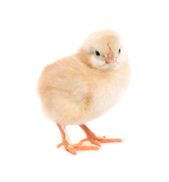 Photo of Cute fluffy baby chicken on white background