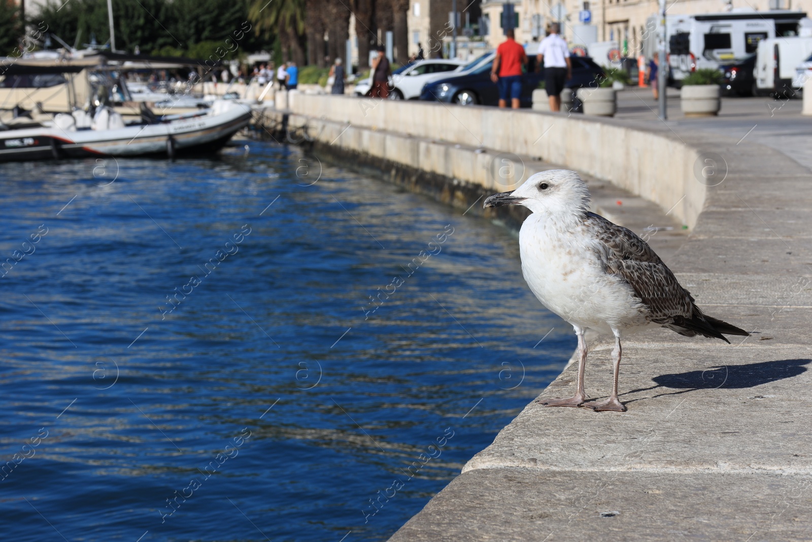 Photo of Beautiful seagull on stone surface near calm sea outdoors. Space for text